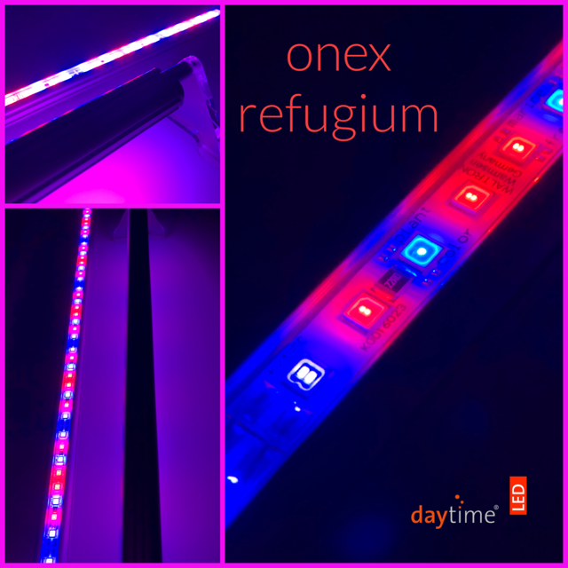 Daytime Onex Refugium