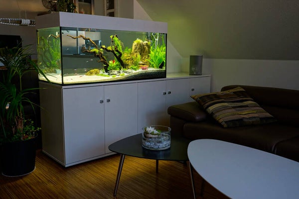 aquaBAR Highcolor + plant