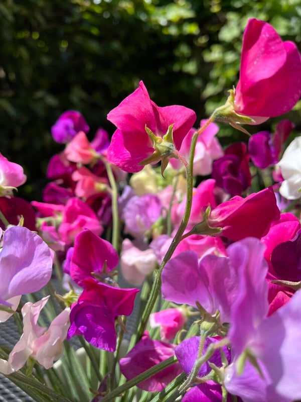 lathyrus