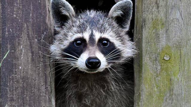 Wasbeer als voorbeeld