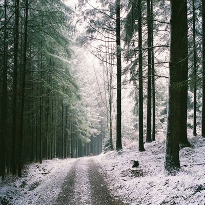 ardennen-bos-sneeuw-vida-nomada-leven-in-een-kampeerbus-standard.jpg