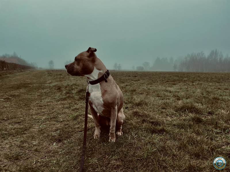Nomadlife. Vanlife. camperleven.honden verhalen.