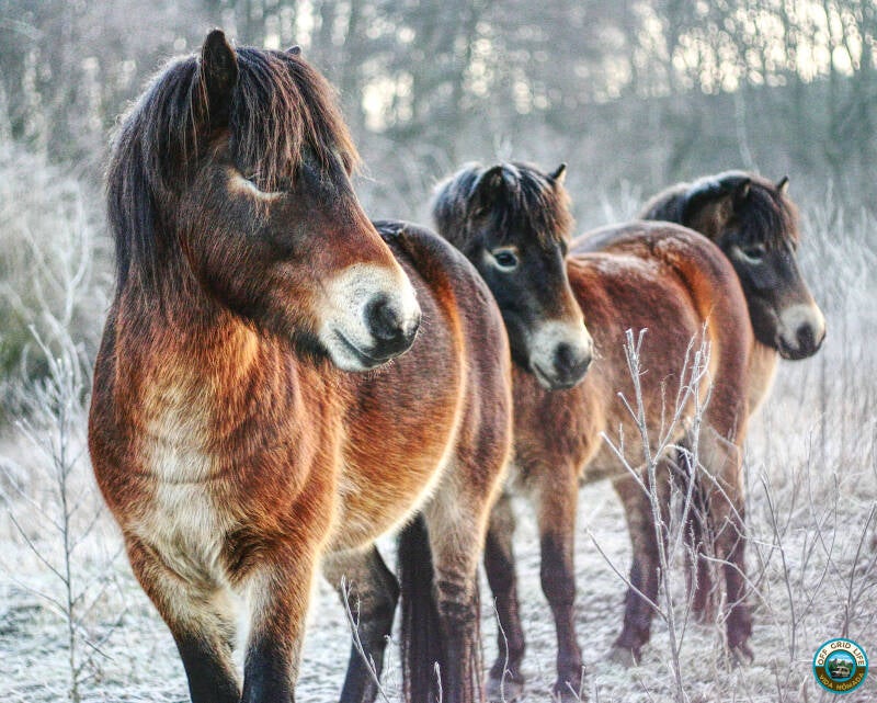Nomadisch leven. Werken uit een camperbus. Digital Nomad.