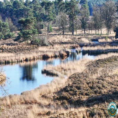 wandelen-maasduinen-met-je-hond-op-reis-in-de-camper-standard.jpg