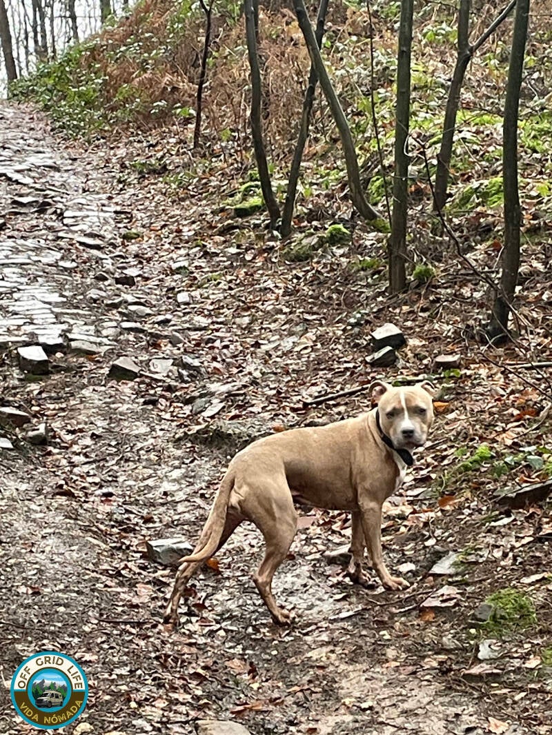wandelen in het Reichswald woud. Camperleven-Wandelingen-Nomadlife