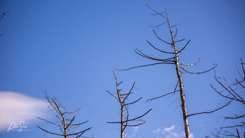 Kijk omhoog omgeving Spier