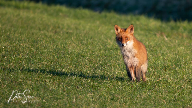 Gespot op de Mussels onder Beilen