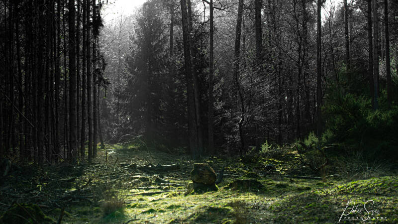 Familiepad Dwingelderveld 