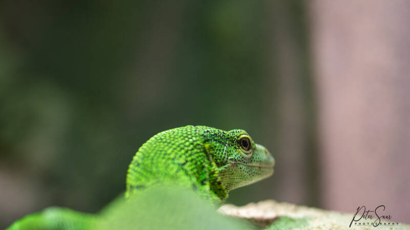 Wildlands 2022 februari