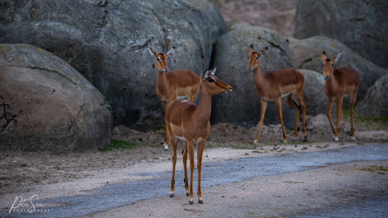 Wildlands maart 2022