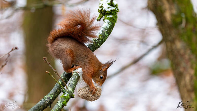 Veluwe februari 2023