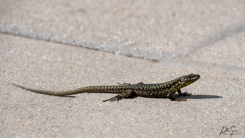 Muurhagedis Lago di Lugano 2022