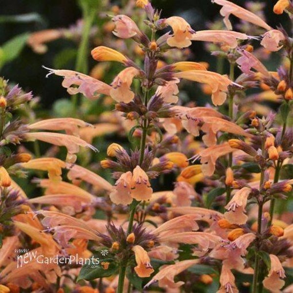 Agastache 'Mango Tango'