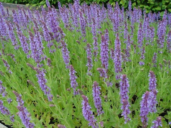 Salvia nemorosa 'Blauhügel'