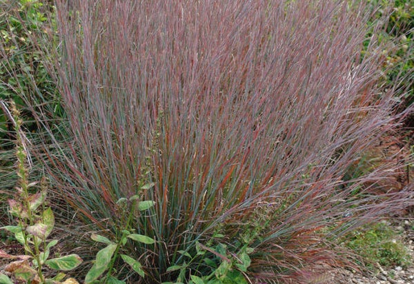 Schizachyrium scoparium 'Standing Ovation'