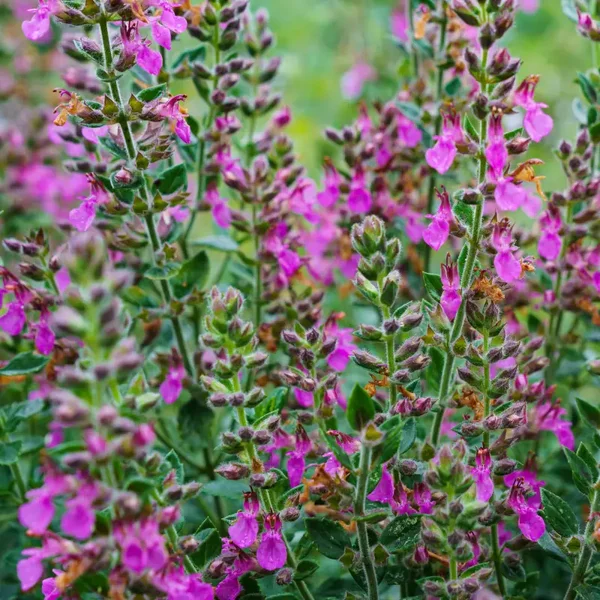 Teucrium lucidrys