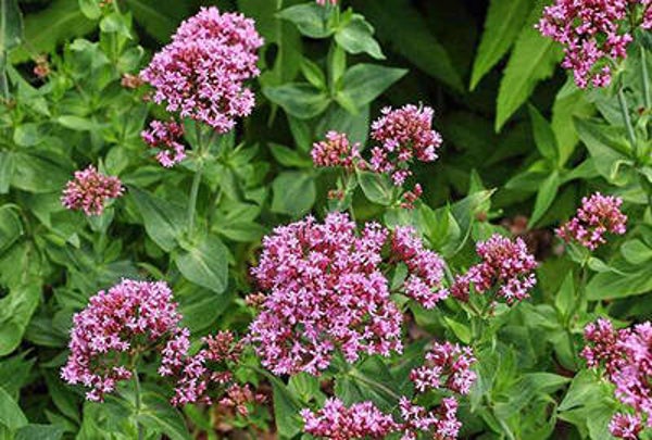 Centranthus ruber 'Coccineus'
