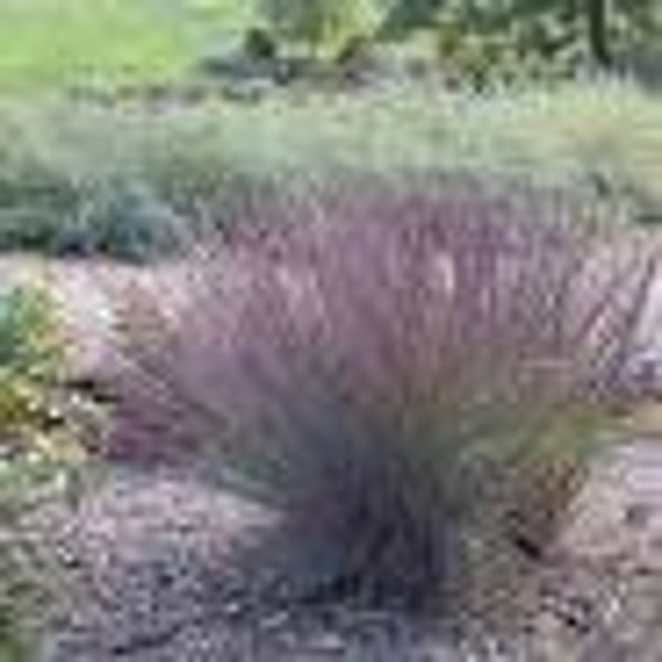 Schizachyrium scoparium 'Blue Heaven'