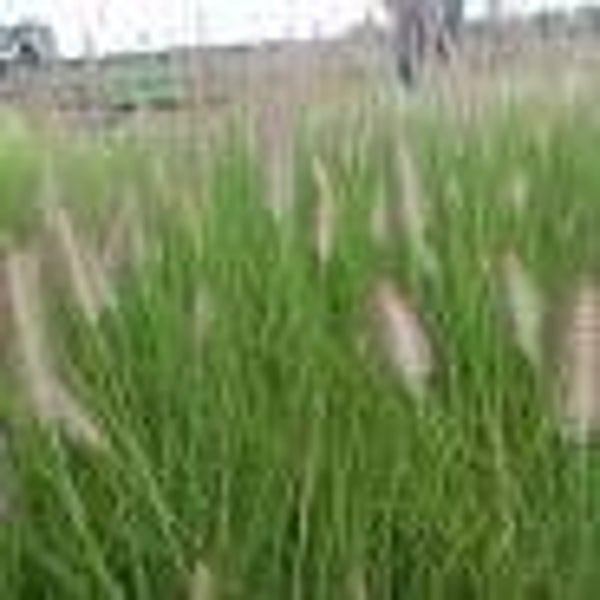 Pennisetum alopecuroides 'Reborn'