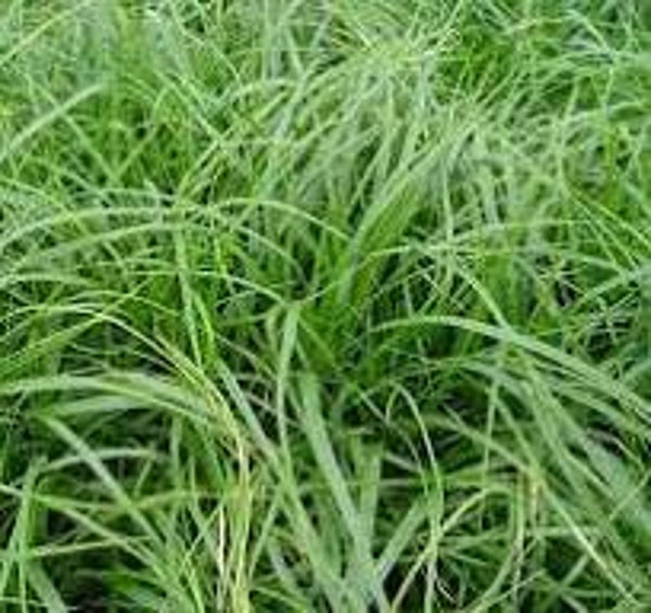 Carex oshimensis J. S. Greenwell