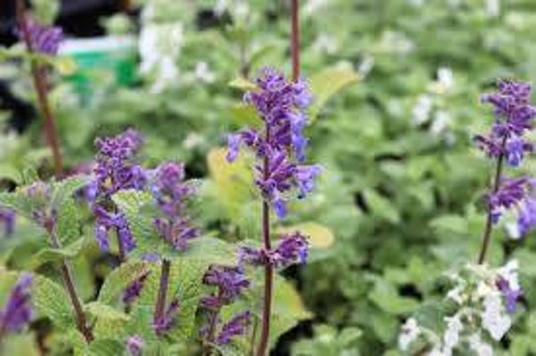 Nepeta racemosa 'Grog'