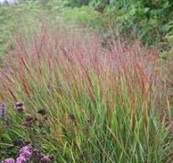 Panicum virgatum 'Rehbraun'