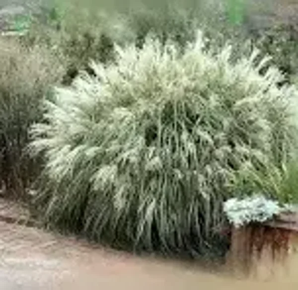 Miscanthus sinensis 'Yaku Jima'