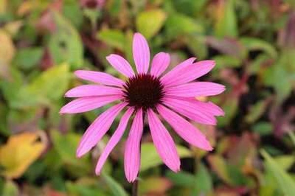 Echinacea purpurea 'Leuchtstern'