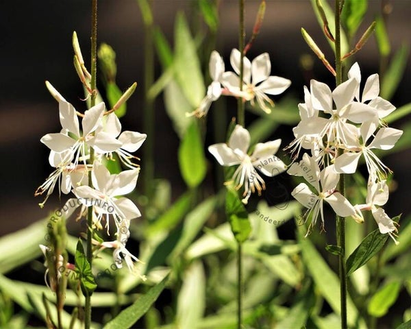 Gaura lindheimeri 'Short Form'