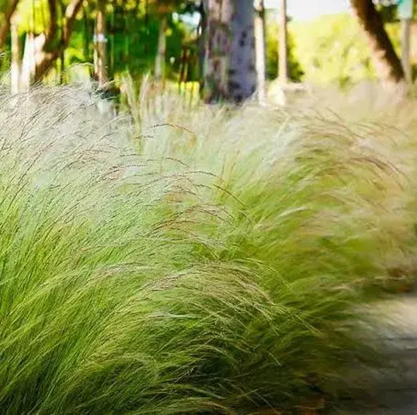 Stipa tenuissima