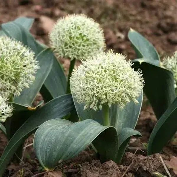 Allium karataviense