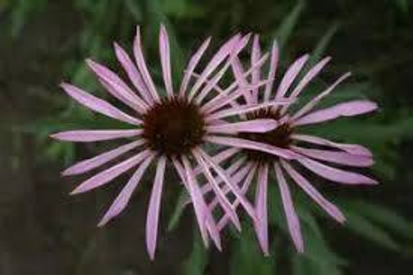 Echinacea simulata