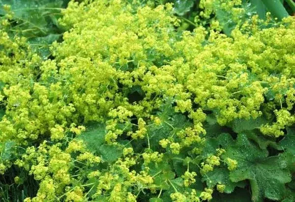 Alchemilla mollis