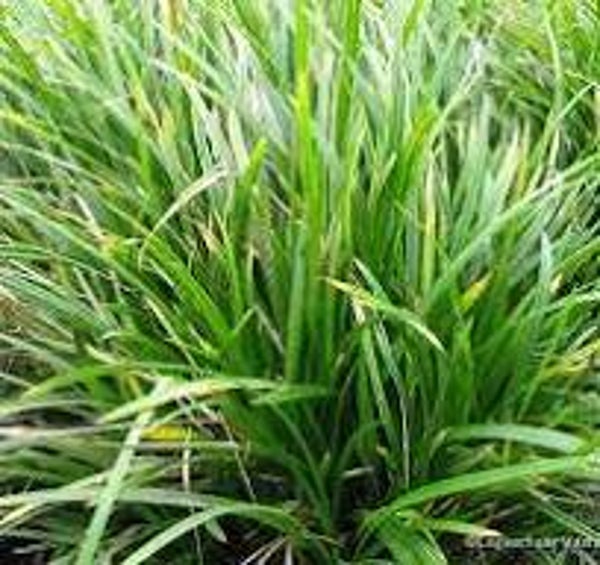 Carex morrowii 'irish green'