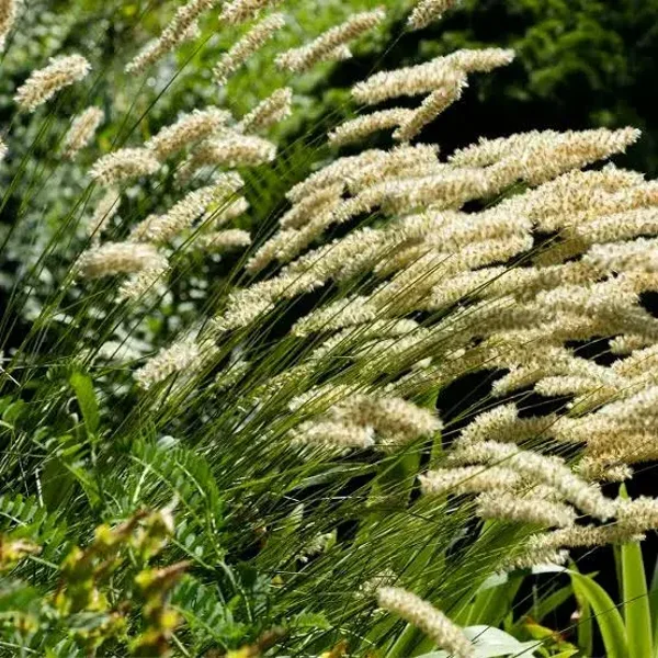 Melica ciliata