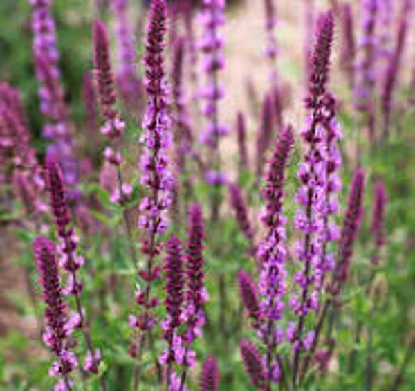 Salvia nemorosa 'Amethyst'