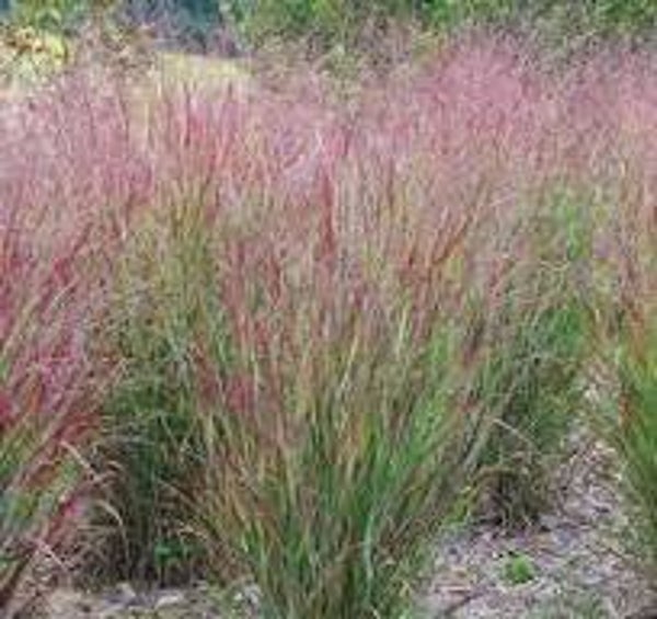 Panicum virgatum 'Shenandoah'