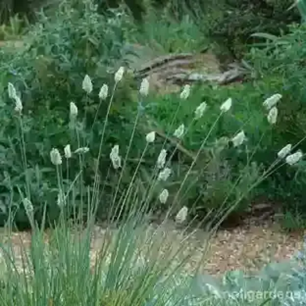 Sesleria nitida