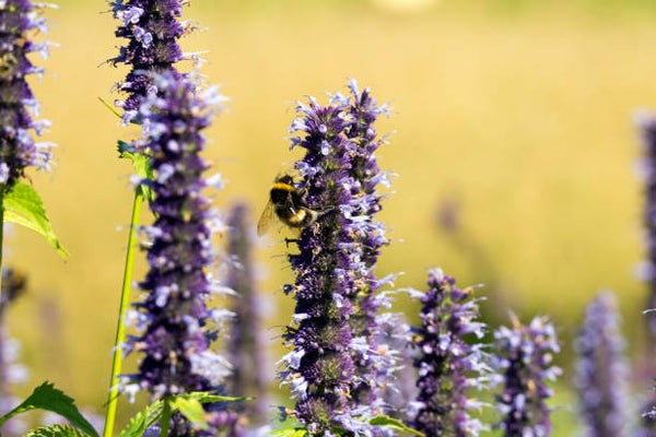 Agastache 'Black Adder'