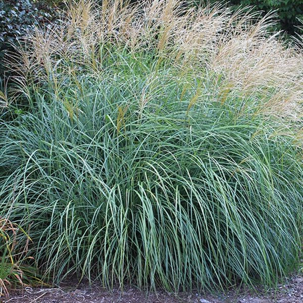 Miscanthus sinensis 'Adagio'