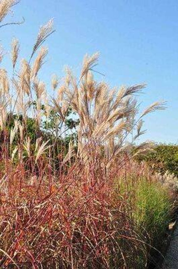 Miscanthus sinensis 'Malepartus'