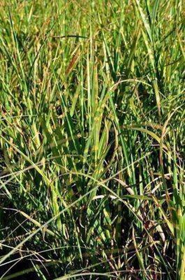 Miscanthus sinensis 'Strictus'