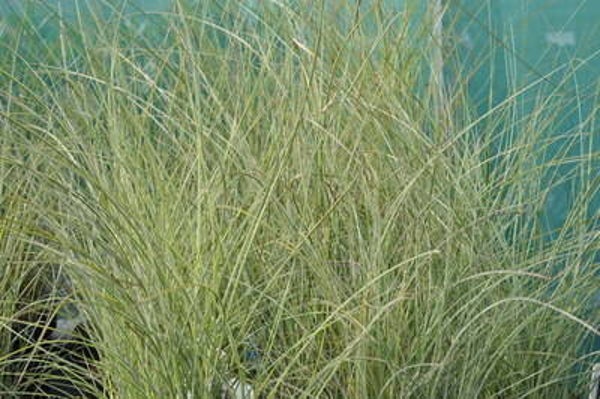 Miscanthus sinensis 'Morning Light'