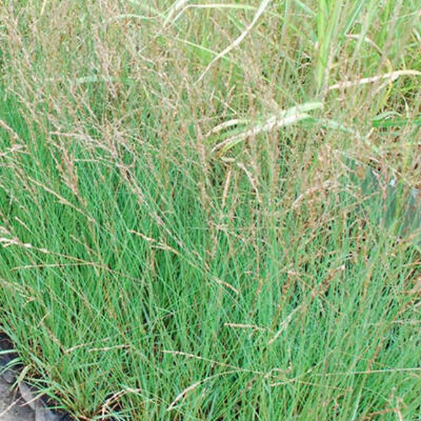 Molinia caerulea 'Edith Dudszus'