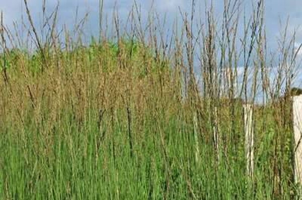 Molinia caerulea 'Heidebraut'