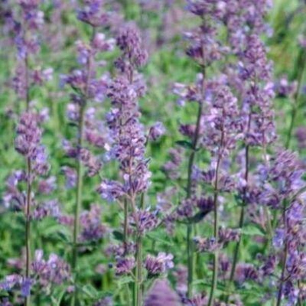 Nepeta faassenii 'Six Hills Giant'