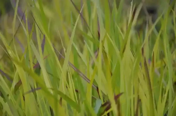 Panicum virgatum 'Heiliger Hain'