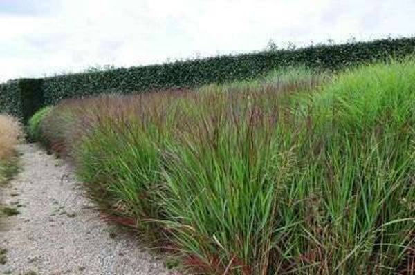 Panicum virgatum 'Squaw'