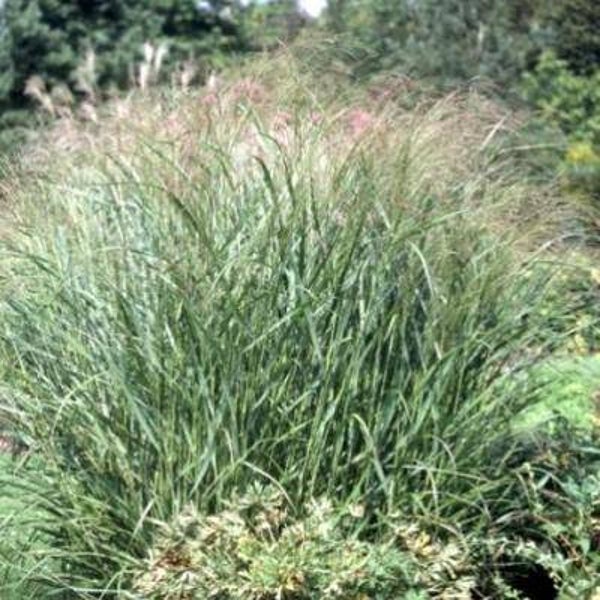 Panicum virgatum 'Warrior'