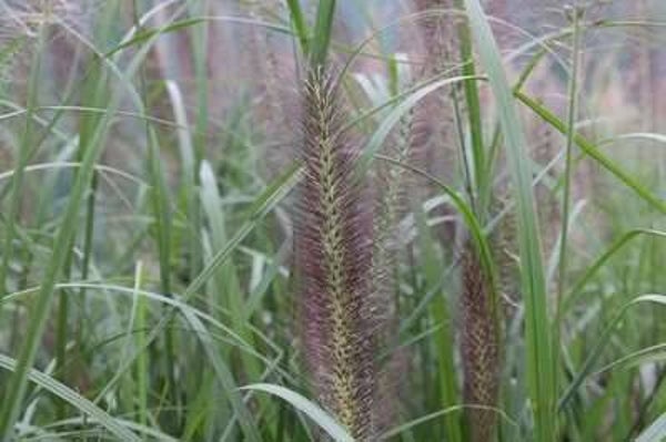 Pennisetum alopecuroides 'Red Head'